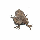 Bronze Dogon Frog